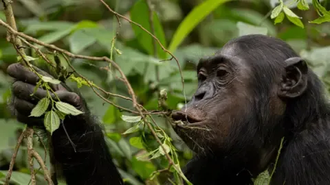Wild Chimps Drinking the Equivalent of One Lager Daily from Ripe Produce, Research Finds